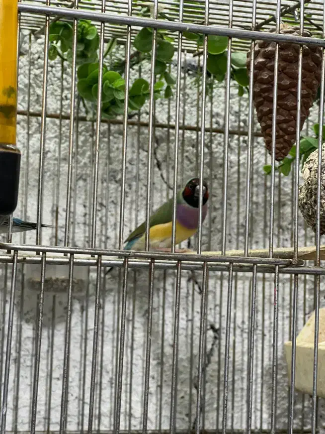 فنچ گلدین|پرنده|اسلام‌شهر, شهرک مفیدی|دیوار