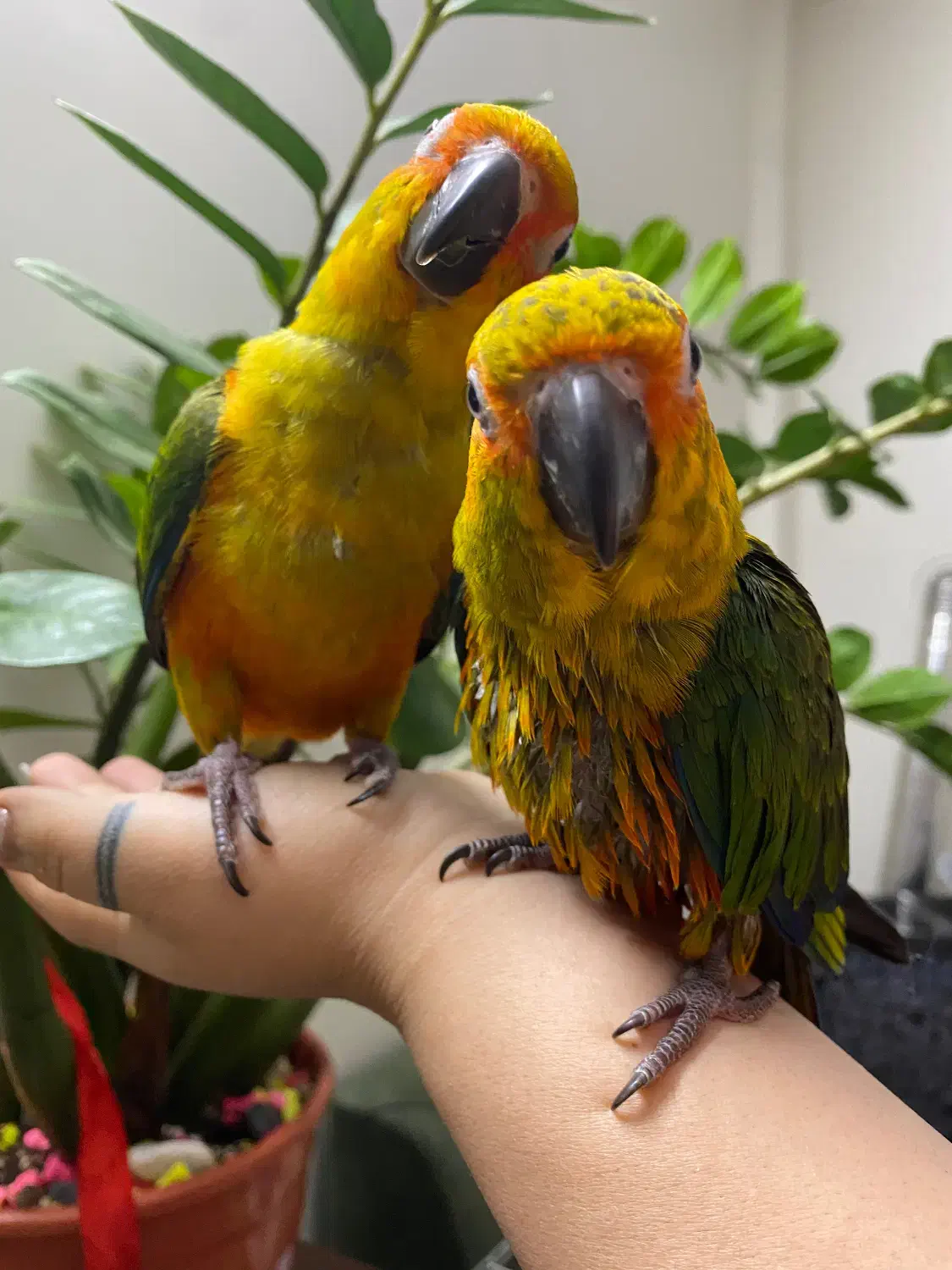 طوطی خورشیدی|پرنده|تهران, شیوا|دیوار