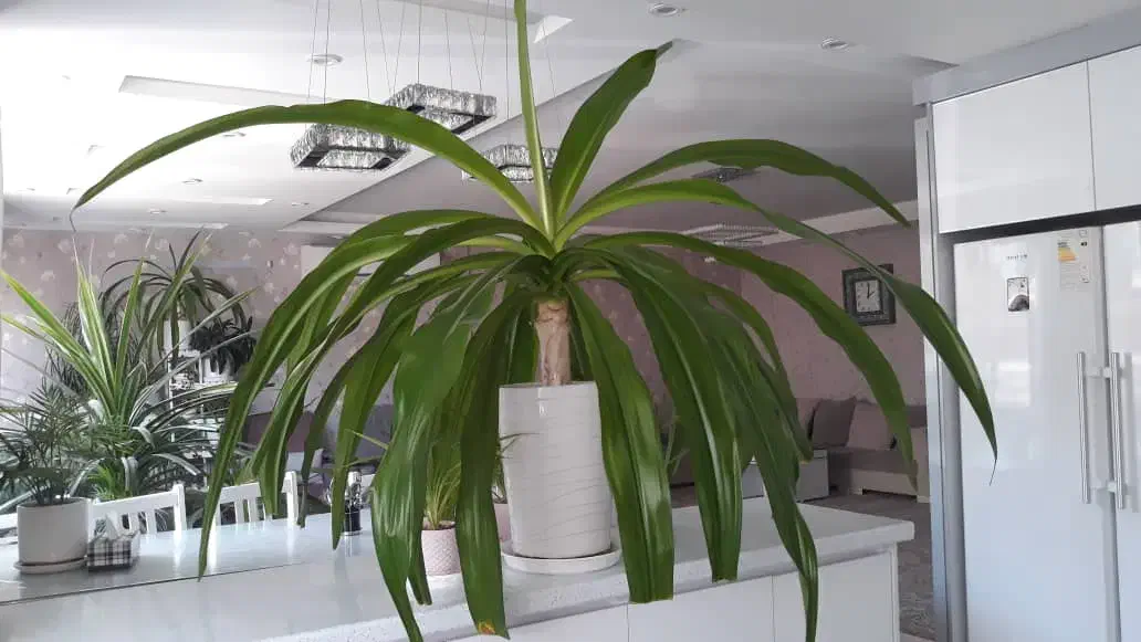 غول ملکه گل دار|گل و گیاه طبیعی|بروجرد, |دیوار