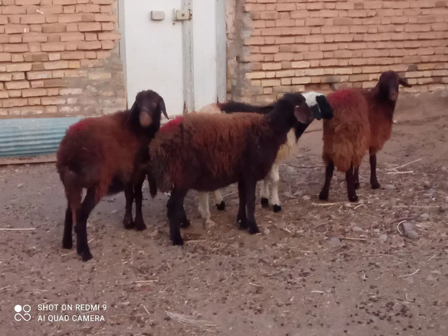 بره ماده چهار عدد قرمز لخت وسفید پلنگی دامازلق|حیوانات مزرعه|خواجه, |دیوار