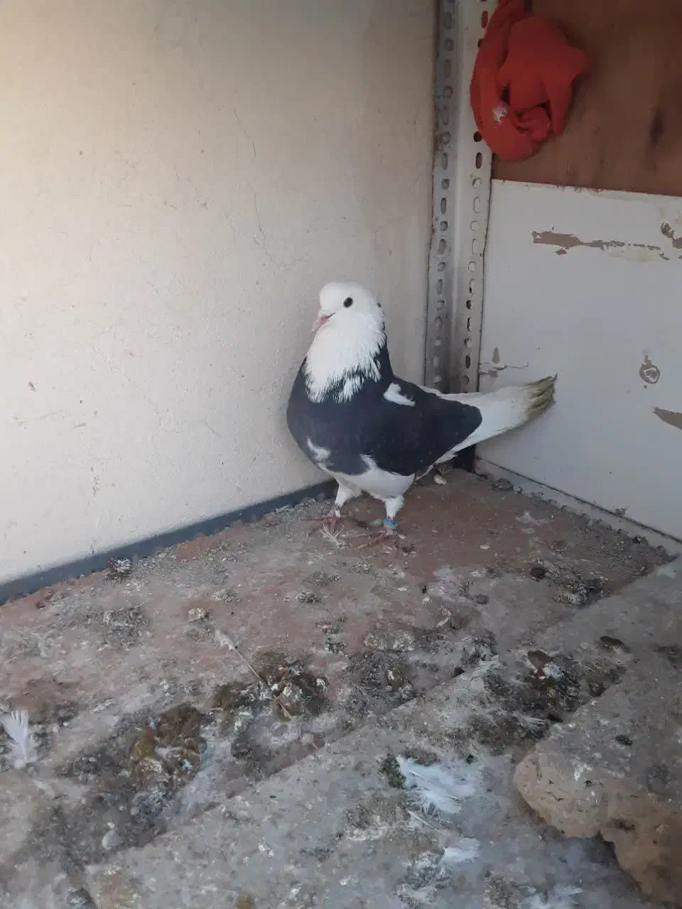 کفتر خوش سو|پرنده|بومهن, |دیوار