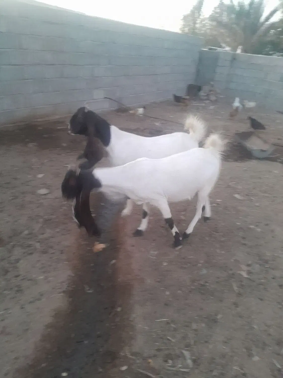 سلام ۲تاگیسه پتیری اصل به فروش می رود|حیوانات مزرعه|کهنوج, |دیوار