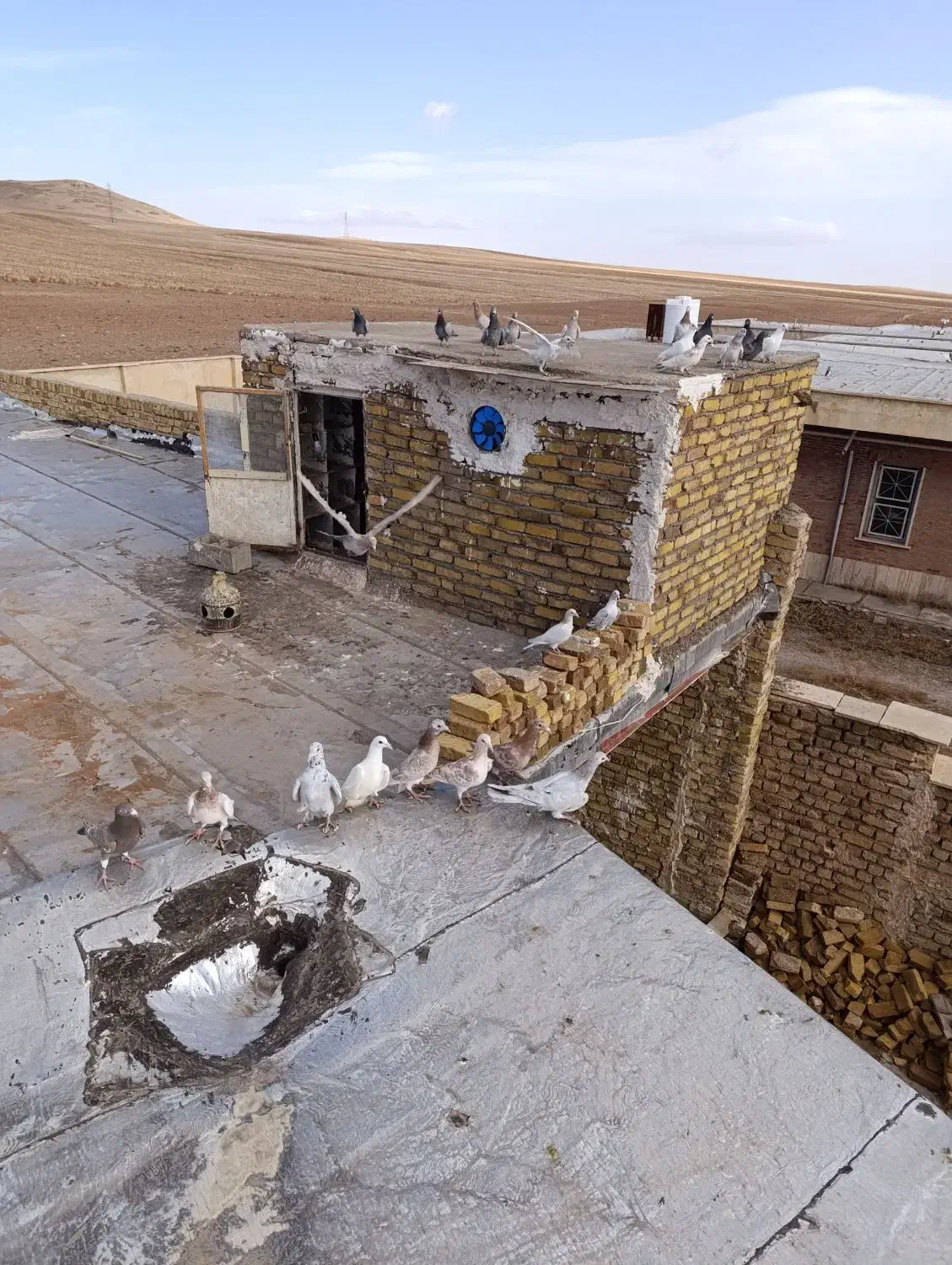 کبوتر زرد هفرنگ|پرنده|ضیاء آباد, |دیوار