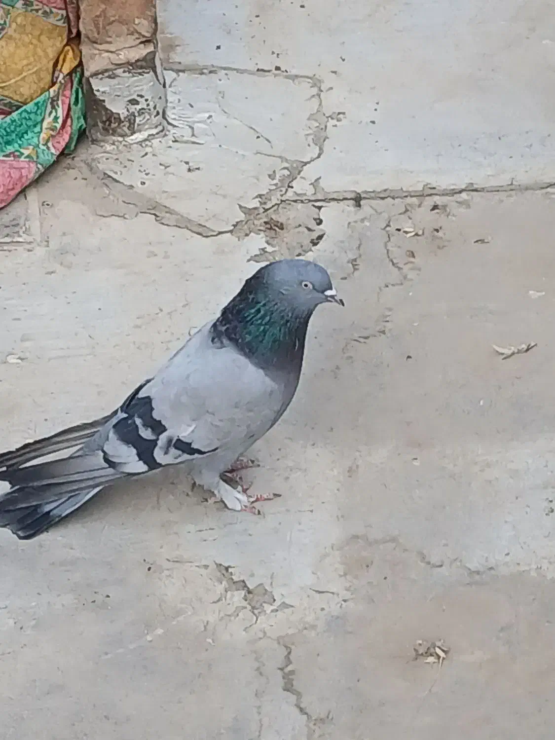 کبوتراصفهانی|پرنده|اصفهان, ارداجی|دیوار