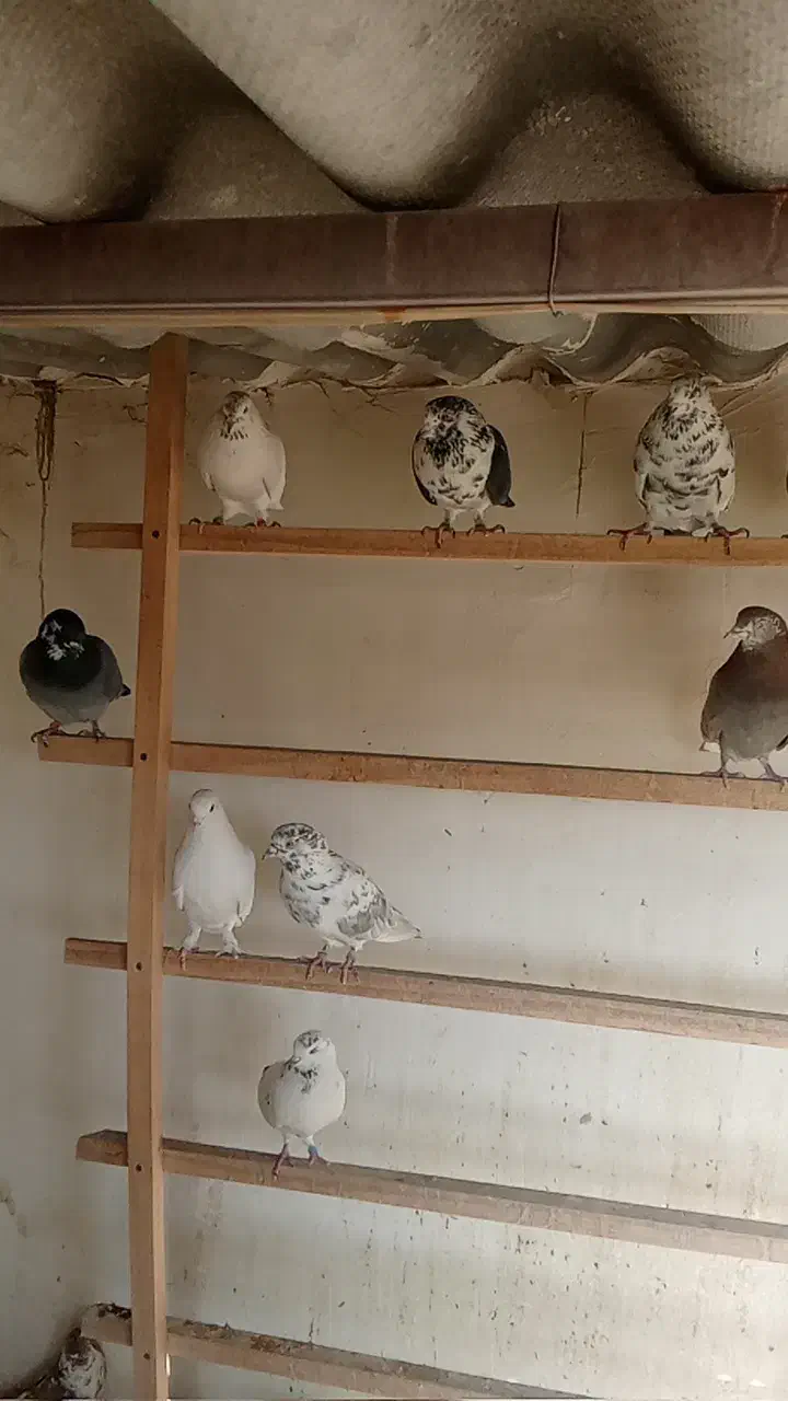 سلام به همه دوستان تعداد کبوتر خوب به فروش می رسد|پرنده|اسلامشهر, شهرک سالور|دیوار