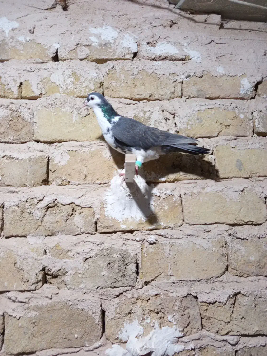 کفتر فروشی|پرنده|تربت‌حیدریه, جانبازان|دیوار