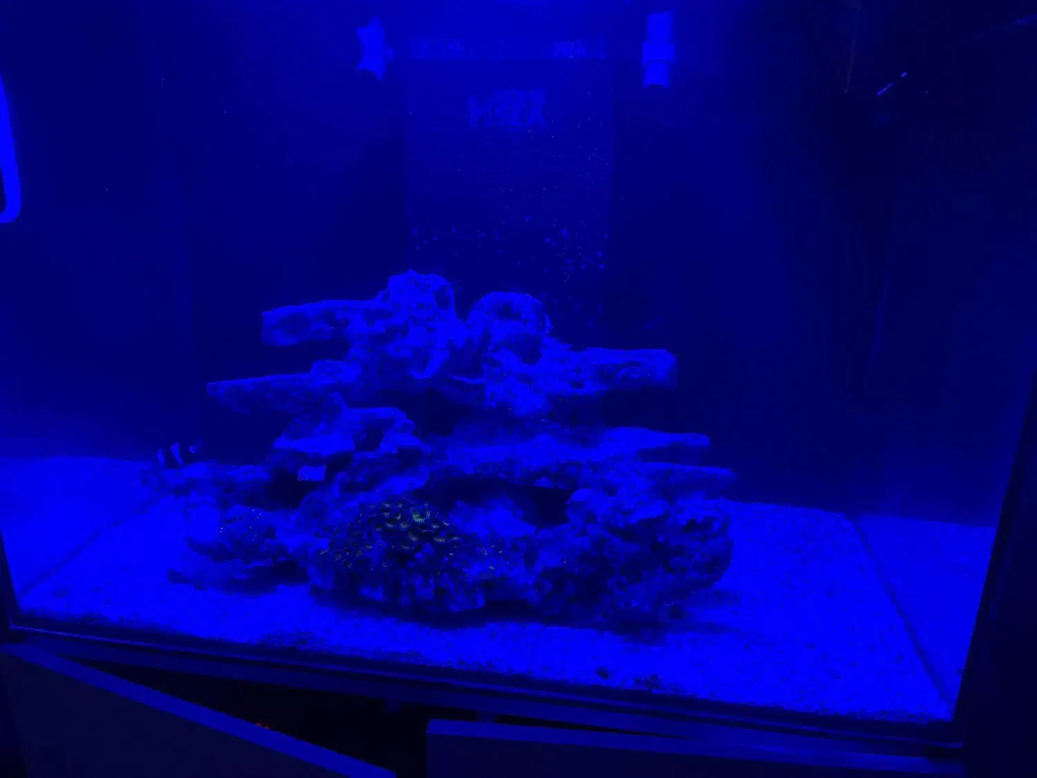 آکواریوم آب شور|ماهی|قم, دروازه ری|دیوار