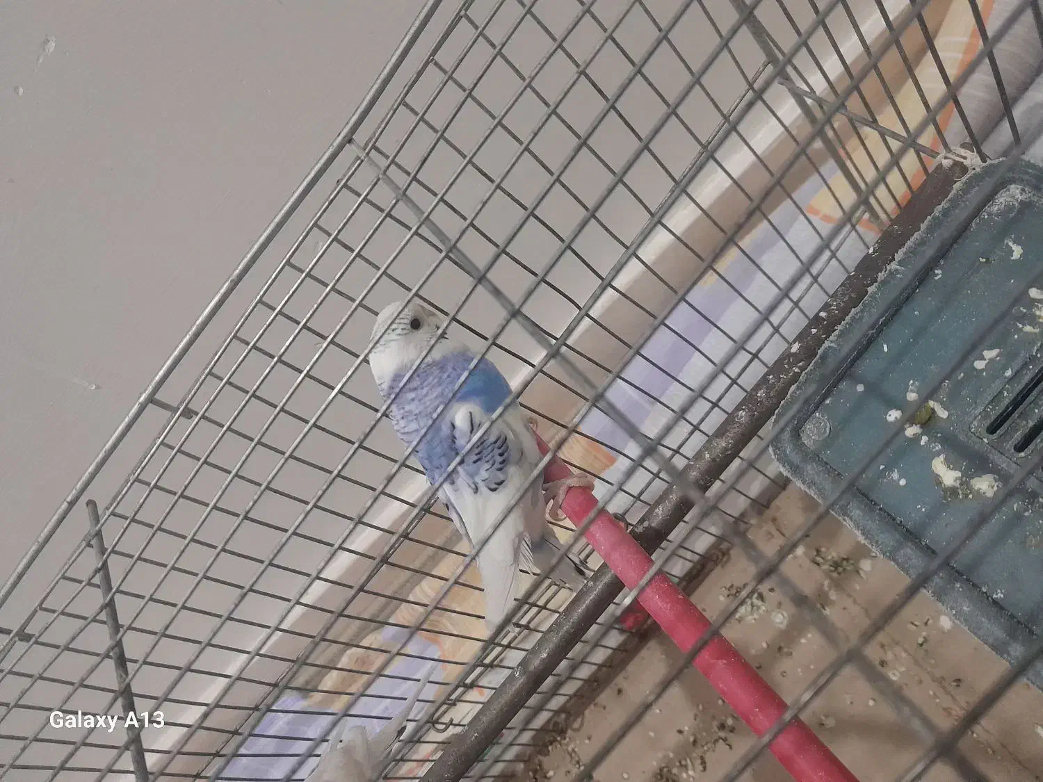 2عدد مرغ عشق نر و1عدد ماده به فروش میرسد|پرنده|سراب, |دیوار