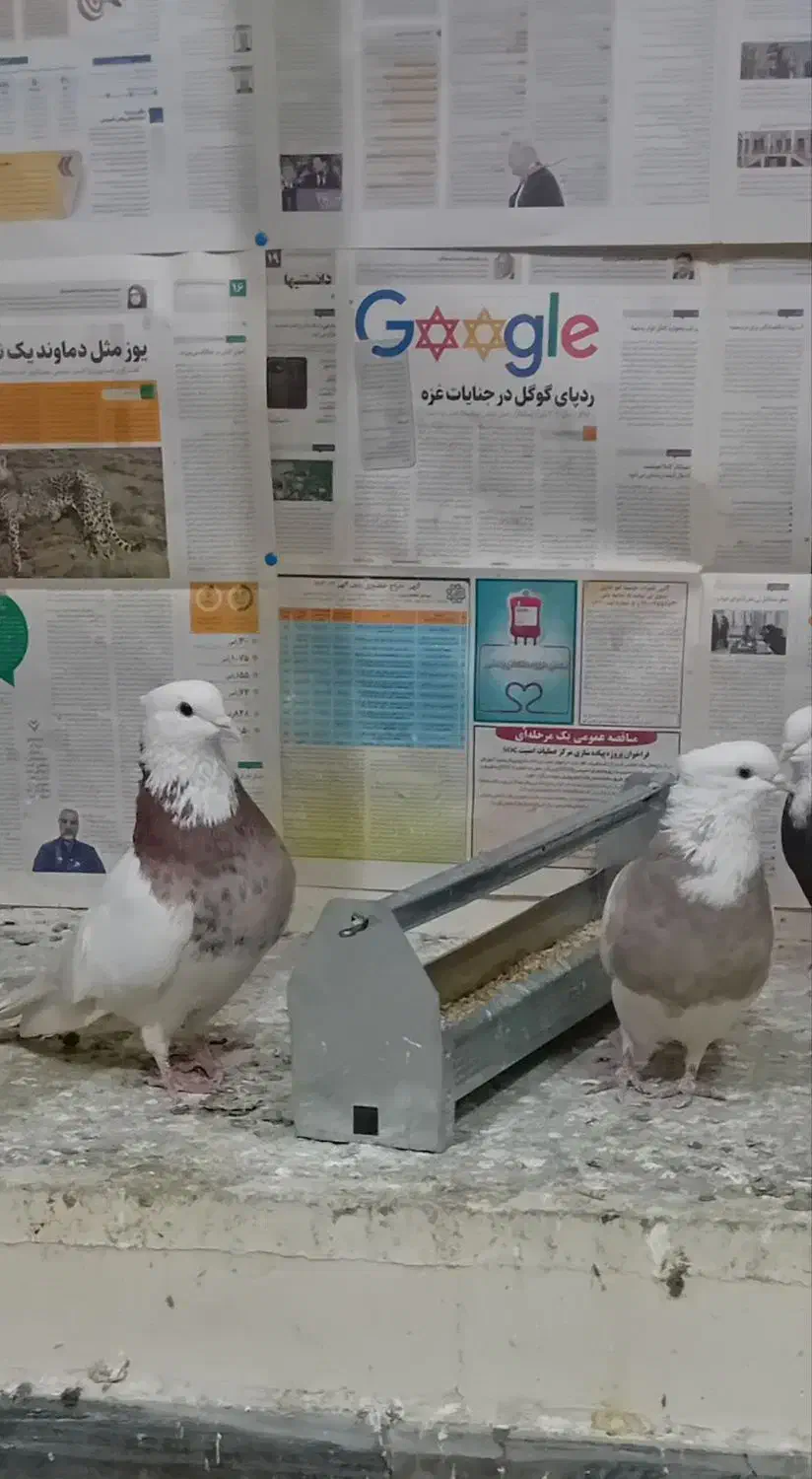 طوقی|پرنده|تهران, تختی|دیوار