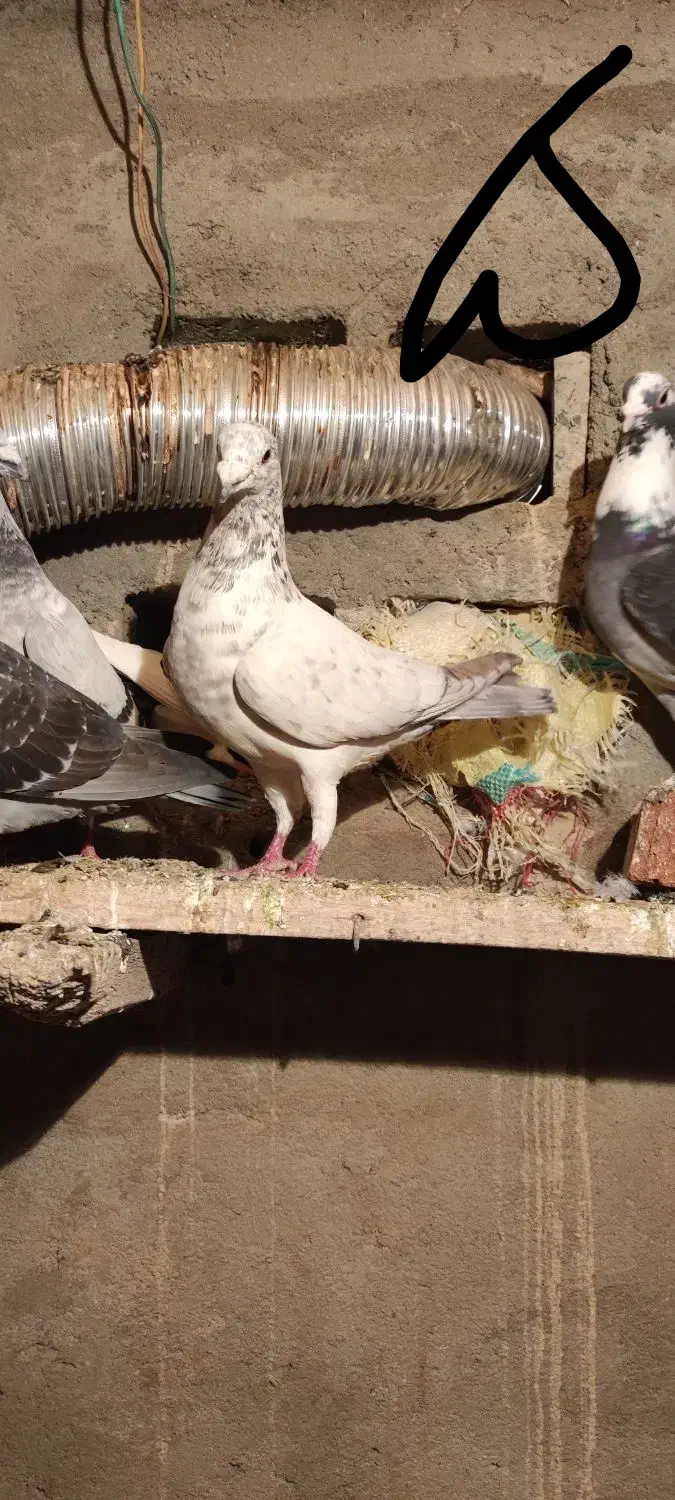 فروش کبوتر|پرنده|ملکان, |دیوار