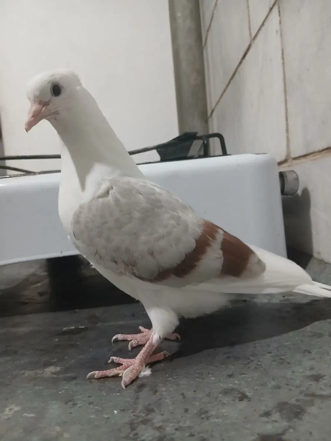 کبوتر پلنگ نباتی|پرنده|سیلاخور, |دیوار