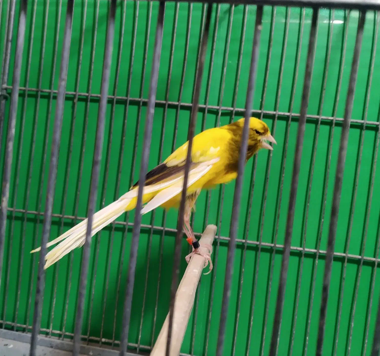 قناری رسمی بلند  وموزایکی نر و ماده آماده جفت|پرنده|اندیشه, شهرک المهدی|دیوار