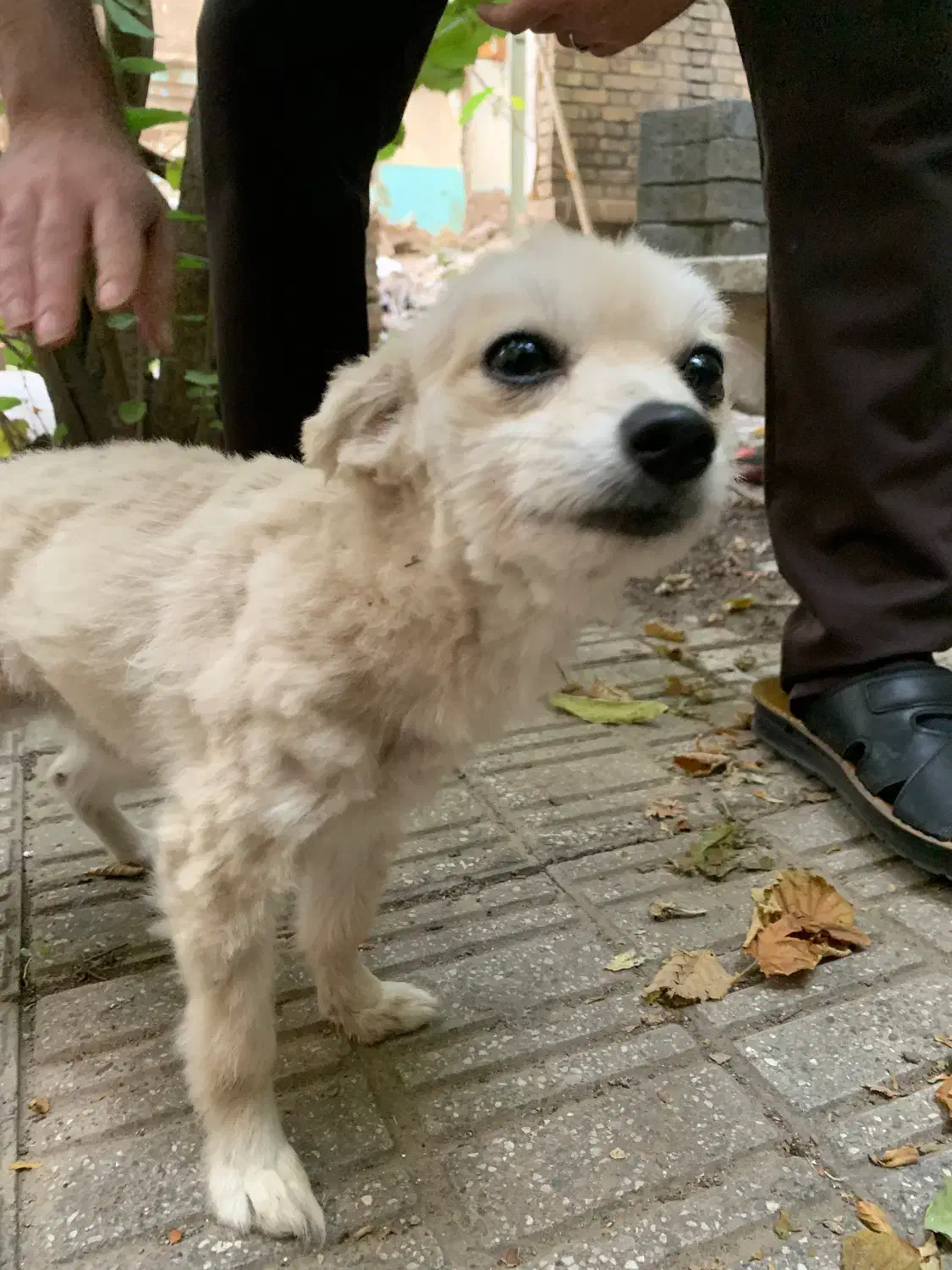 یک قلاده سگ پاکوتاه پیدا شده|سگ|مرند, |دیوار