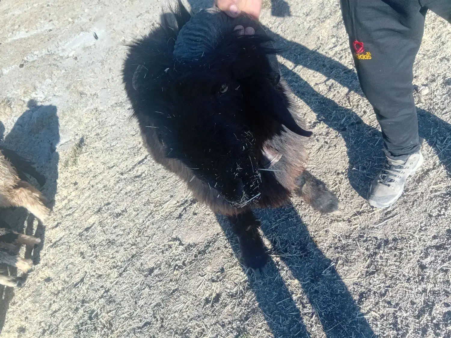 قوچ بختیاری|حیوانات مزرعه|صمصامی, |دیوار