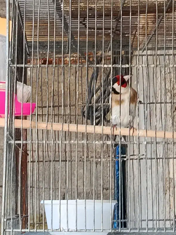 سهره|پرنده|امیدیه, |دیوار