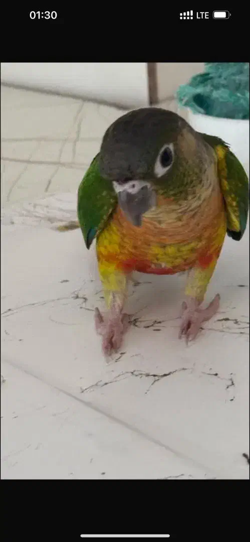 طوطی گرینچیک گمشده|حیوانات|تهران, الهیه|دیوار