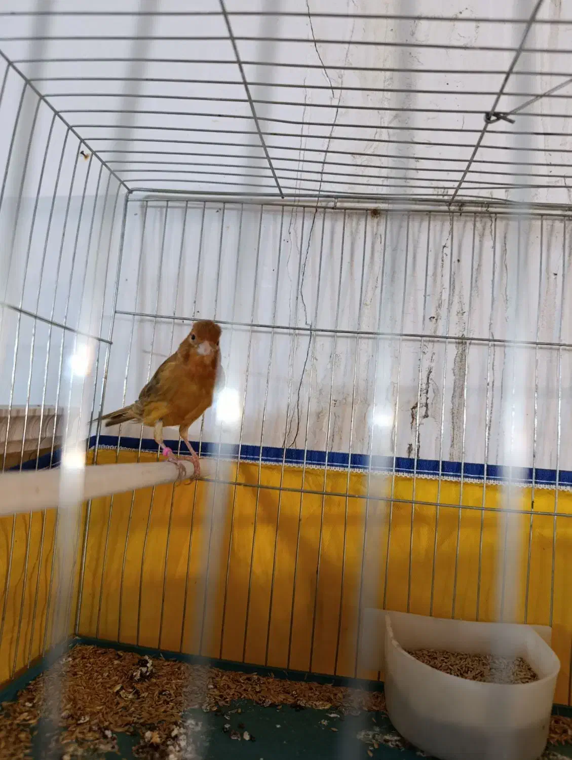 قناری شتر ماده|پرنده|مرودشت, بهارستان|دیوار