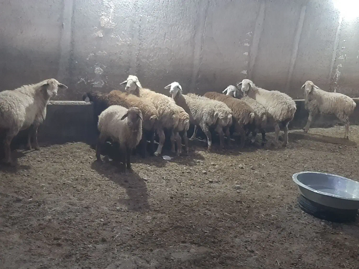 بره نروماده|حیوانات مزرعه|اردبیل, |دیوار