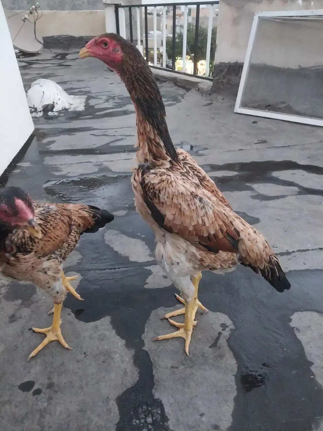 لاری اوشامو|حیوانات مزرعه|قزوین, |دیوار