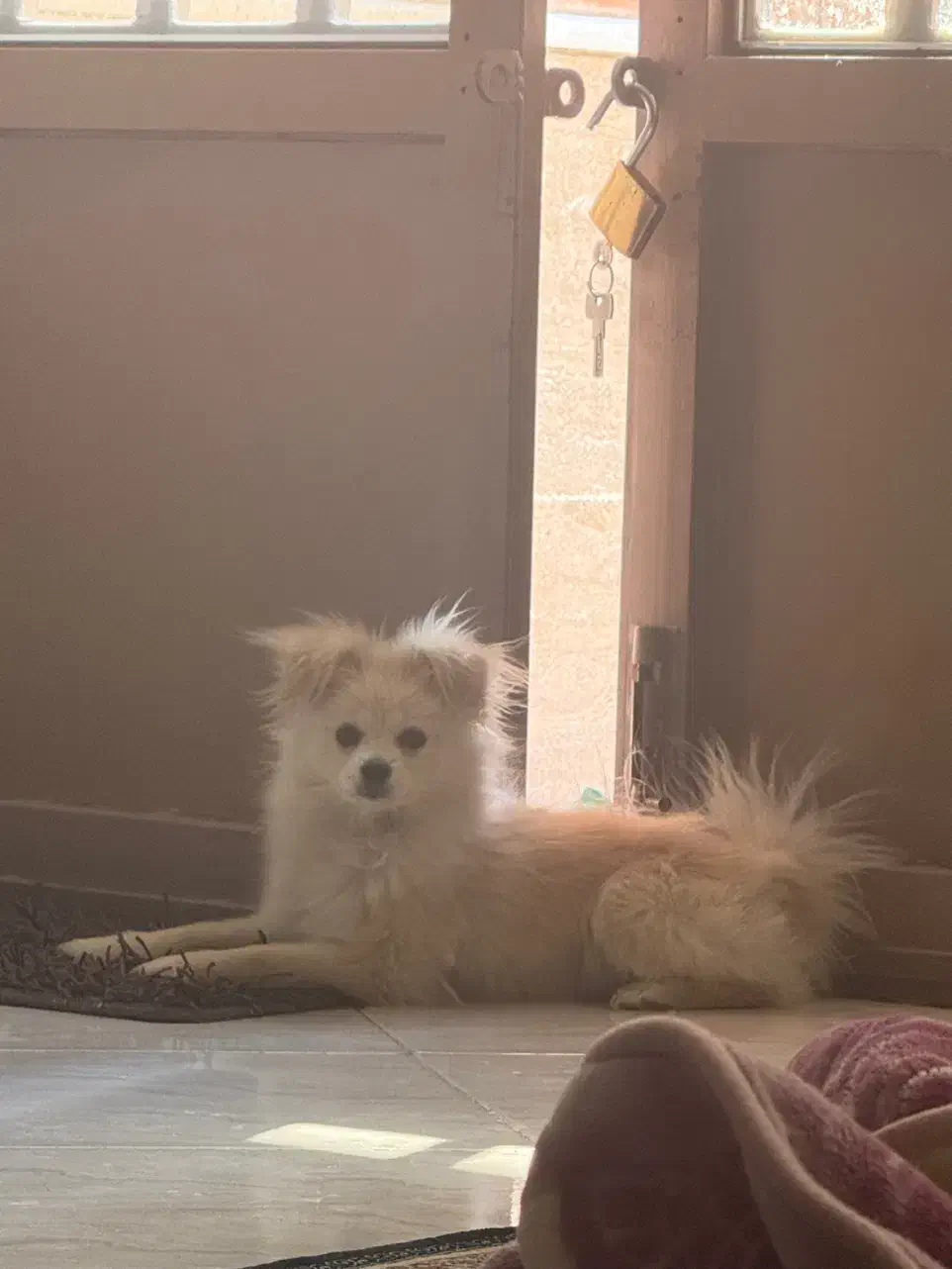 سگ پامر روباهی|سگ|کرمان, |دیوار