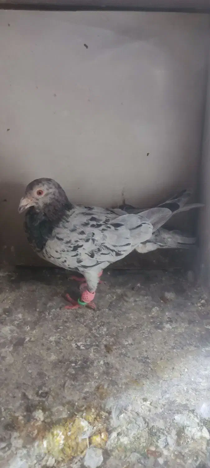 کبوتر هفرنگ|پرنده|بوئین زهرا, |دیوار