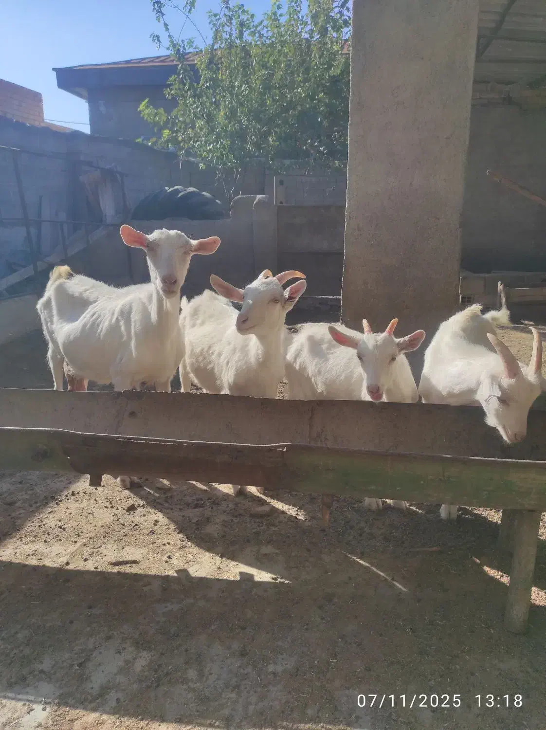 بز سانن درجه یک|حیوانات مزرعه|سیمین شهر, |دیوار