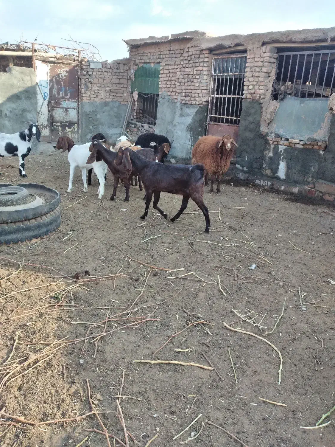 بز پاکستانی|حیوانات مزرعه|سبزوار, قصبه غربی|دیوار