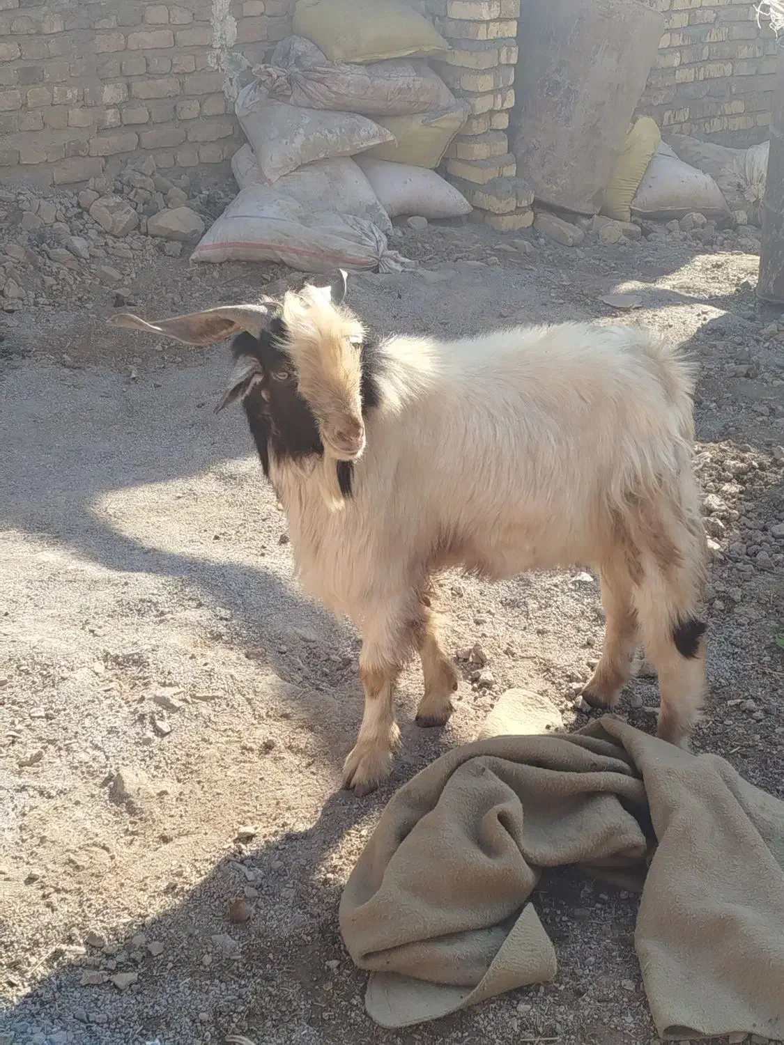 بزغاله|حیوانات مزرعه|الشتر, |دیوار