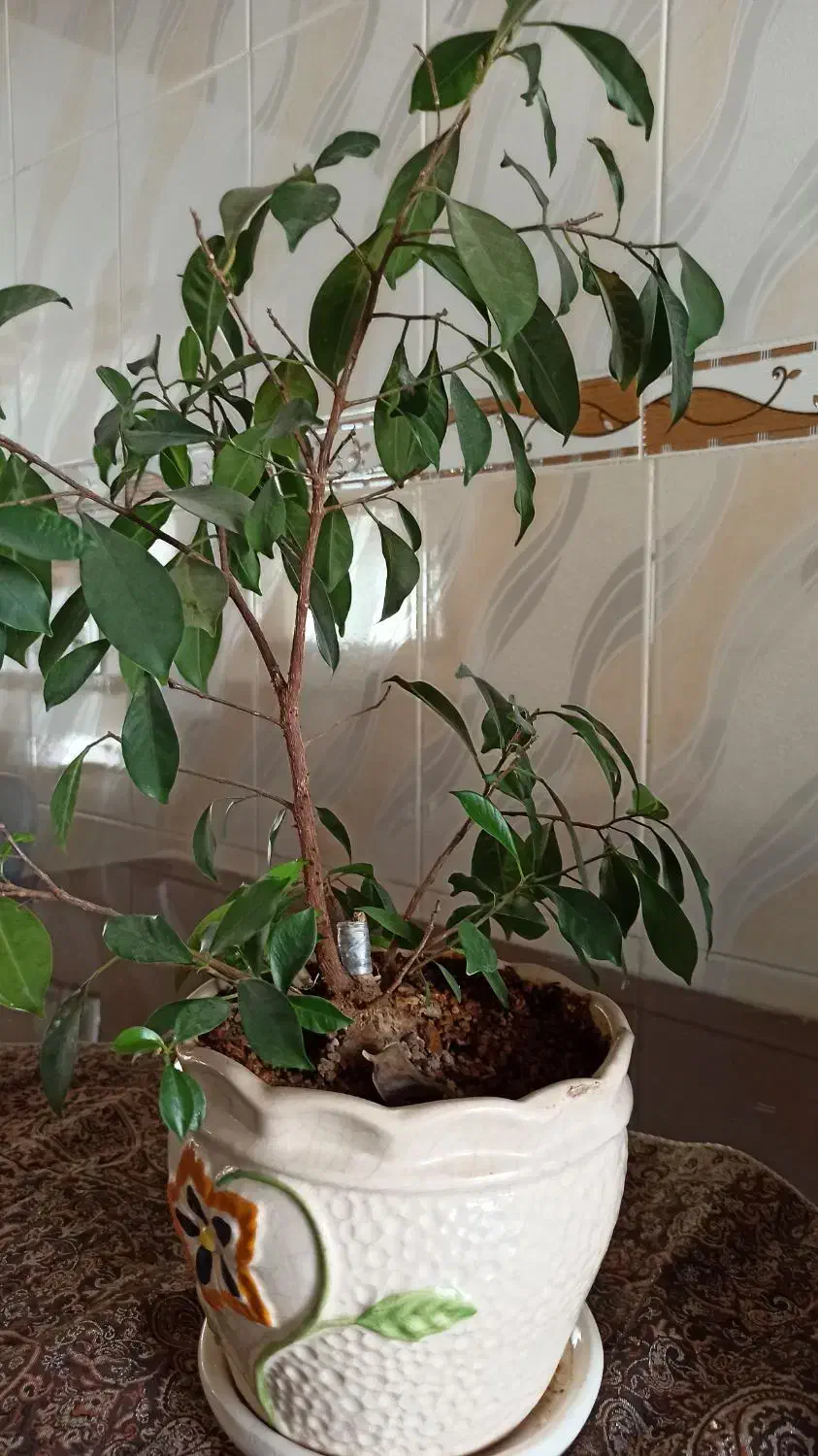 گل طبیعی درخچه ای بنسای|گل و گیاه طبیعی|دیواندره, |دیوار