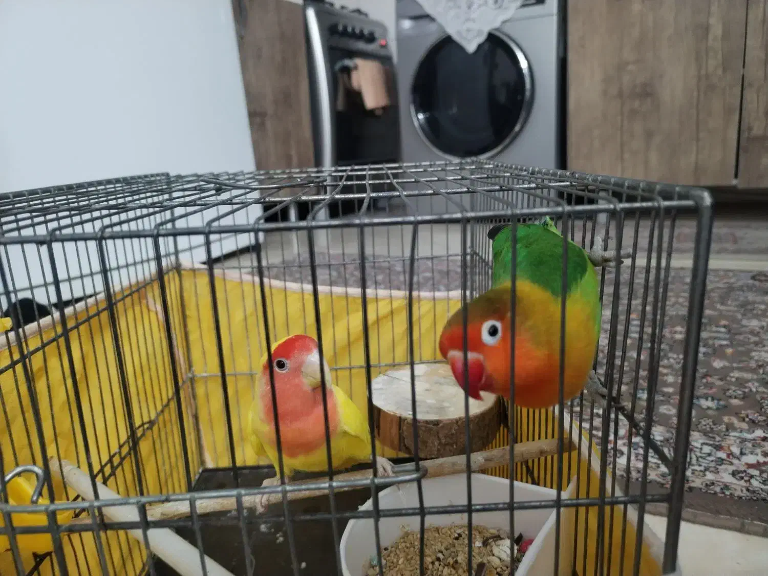 طوطی برزیلی|پرنده|تهران, سلسبیل جنوبی|دیوار