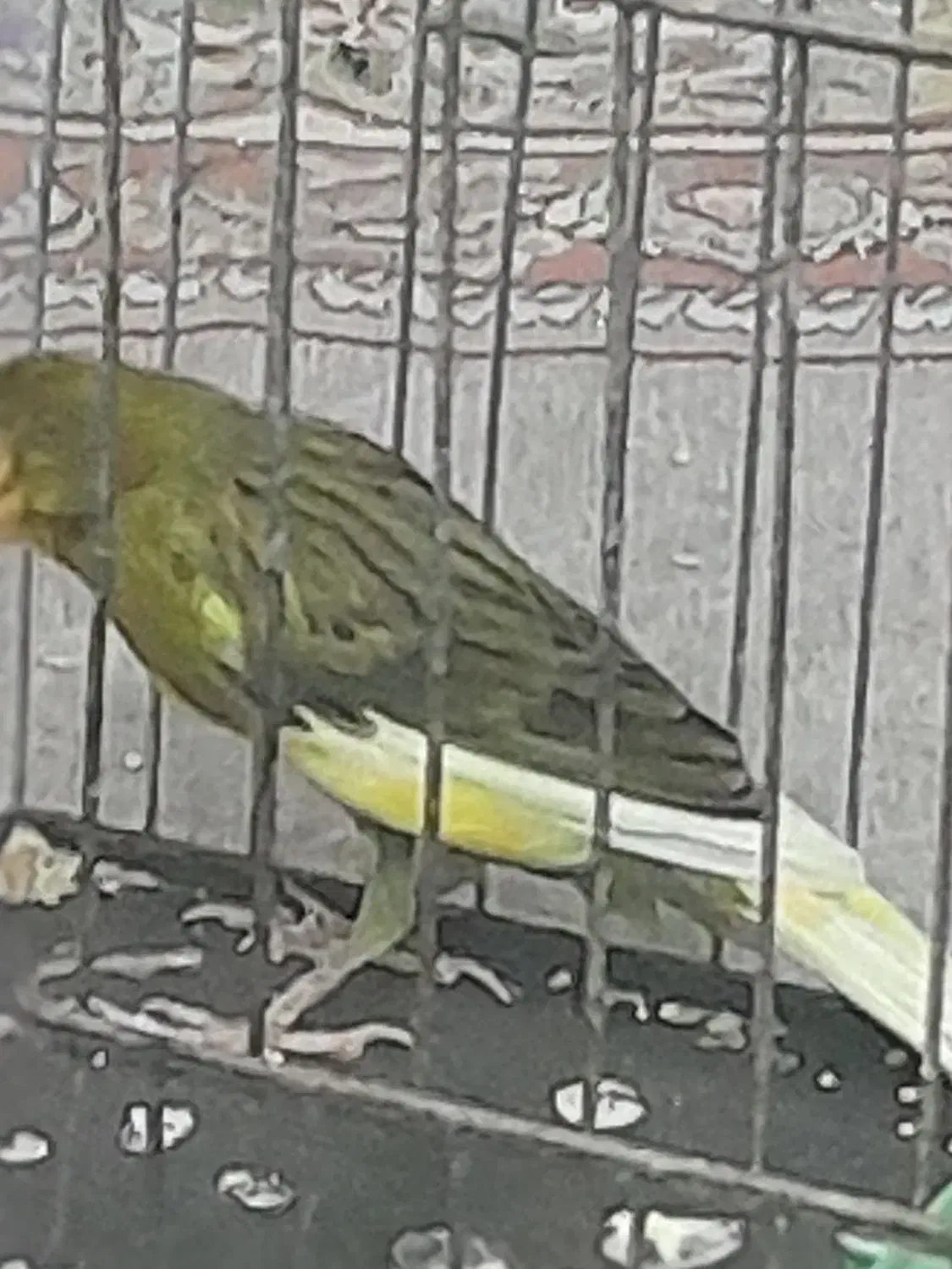 قناری نر|پرنده|تربتحیدریه, پائین ولایت|دیوار