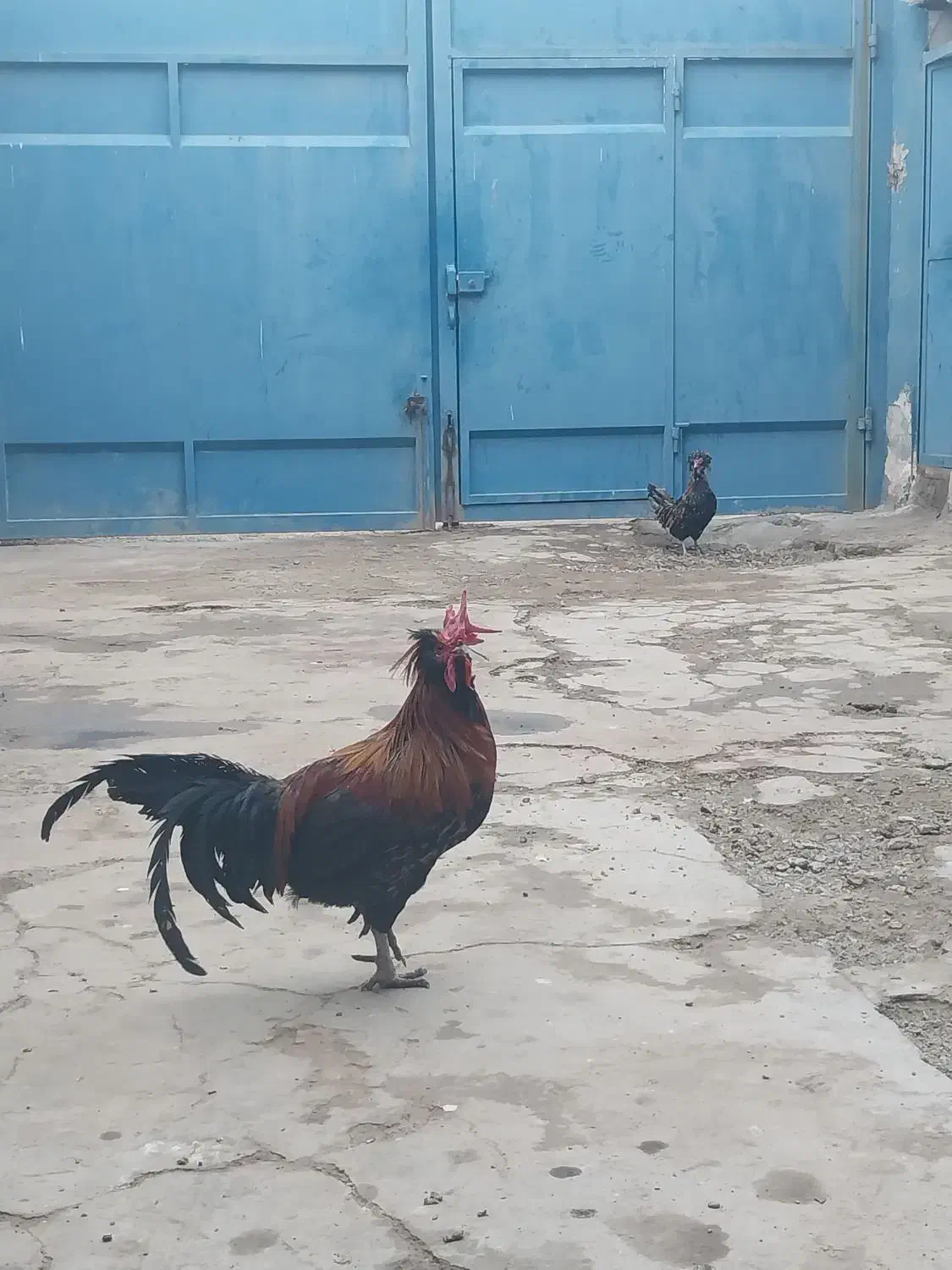 خروس بومی چهل تاج|حیوانات مزرعه|اصفهان, ارداجی|دیوار