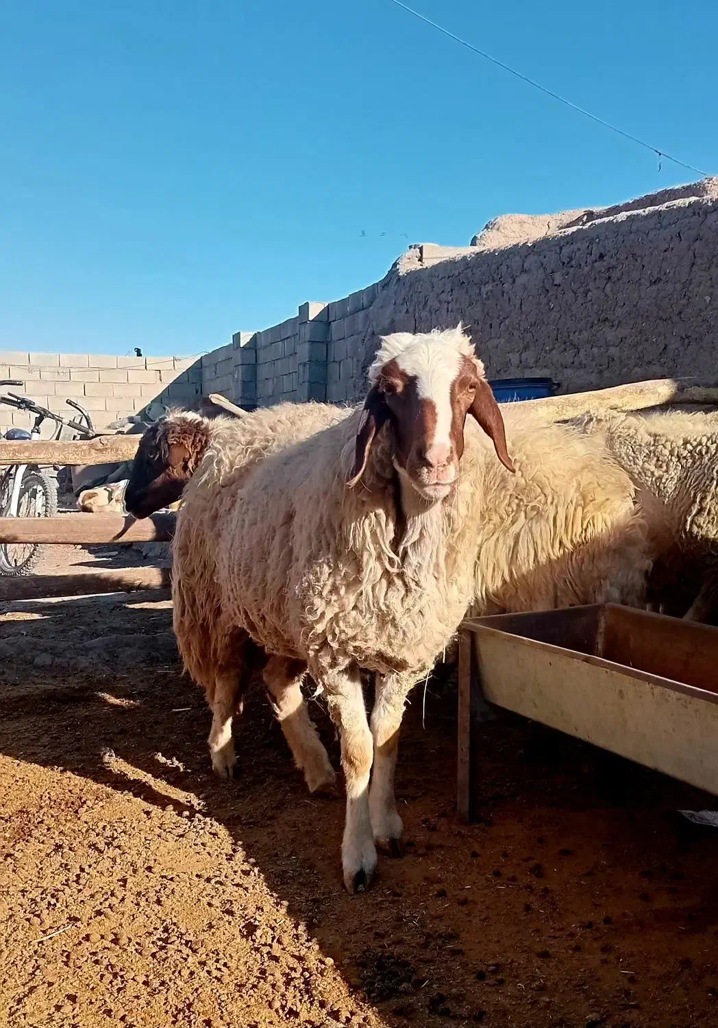 میش‌سنجابی‌جوان|حیوانات مزرعه|کرمانشاه, |دیوار