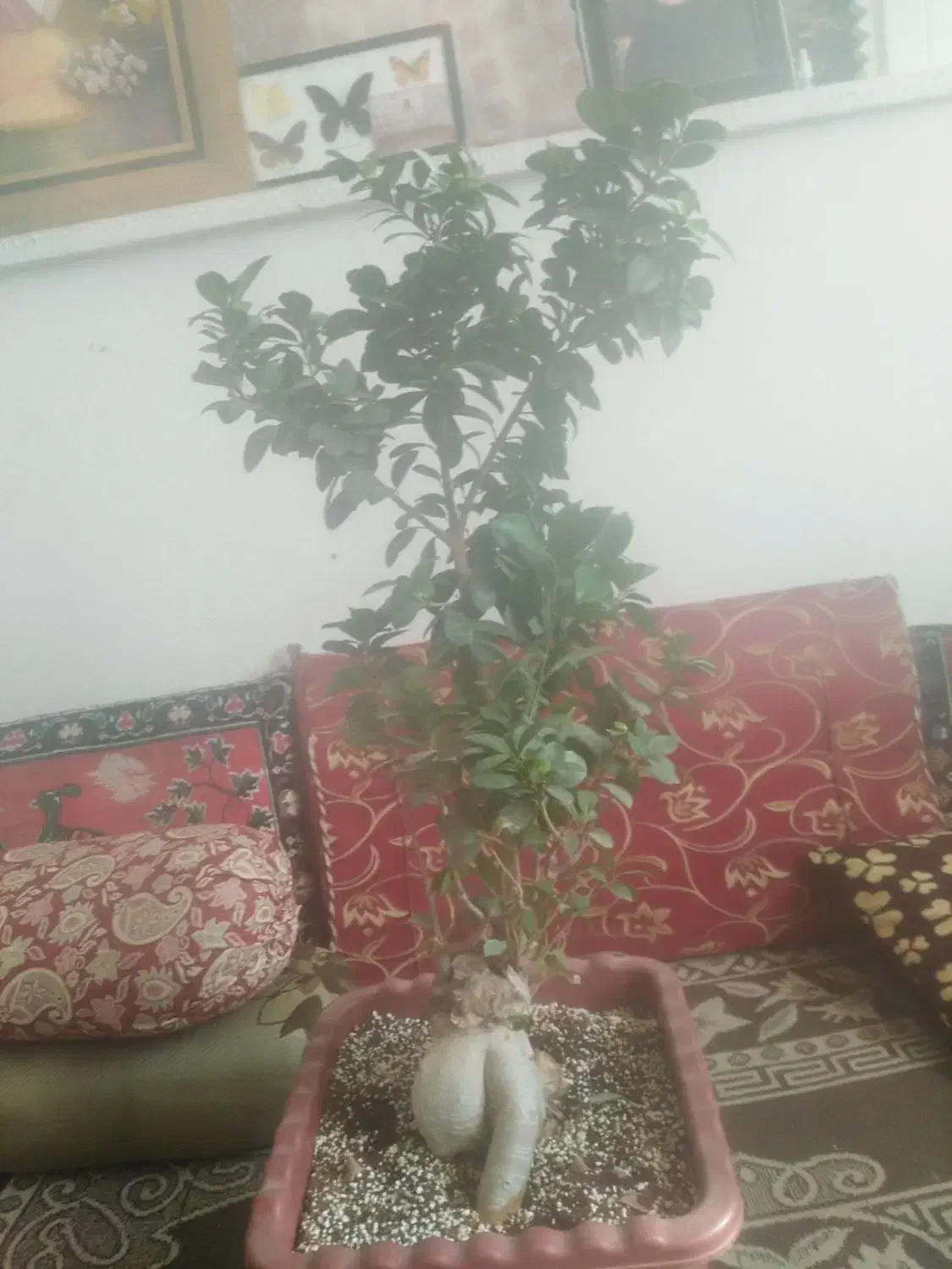 بنسای جنسینگ سلام|گل و گیاه طبیعی|مرودشت, ابوذر شمالی‎|دیوار