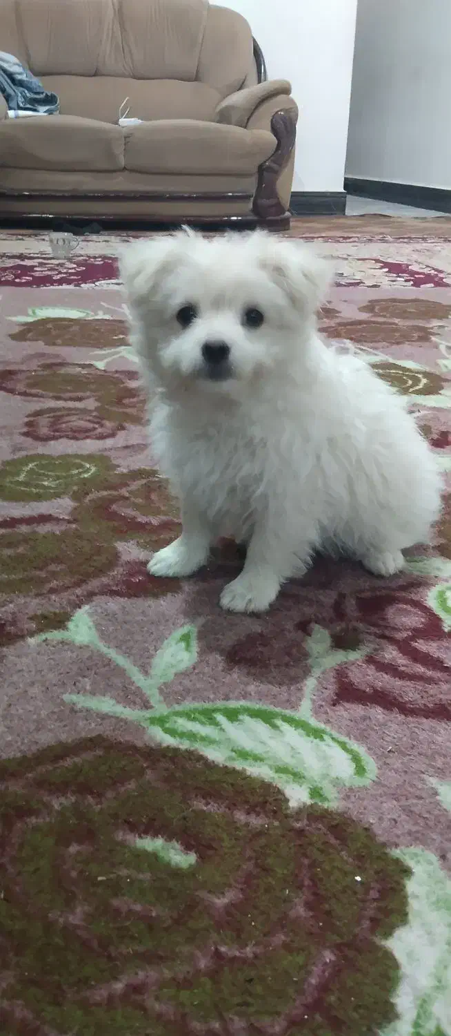 توله سگ میکس شیتزو و پامر خرسی|سگ|دزفول, |دیوار