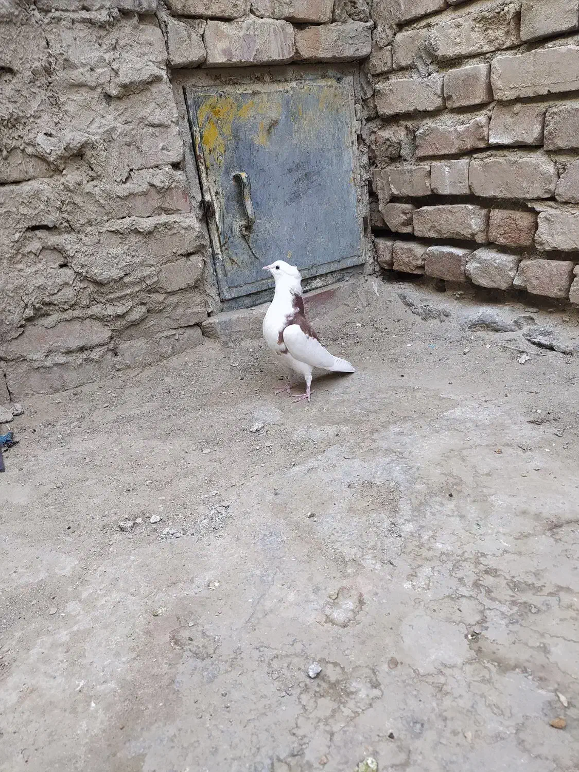 کبوتر پشت طوق|پرنده|سراوان, |دیوار