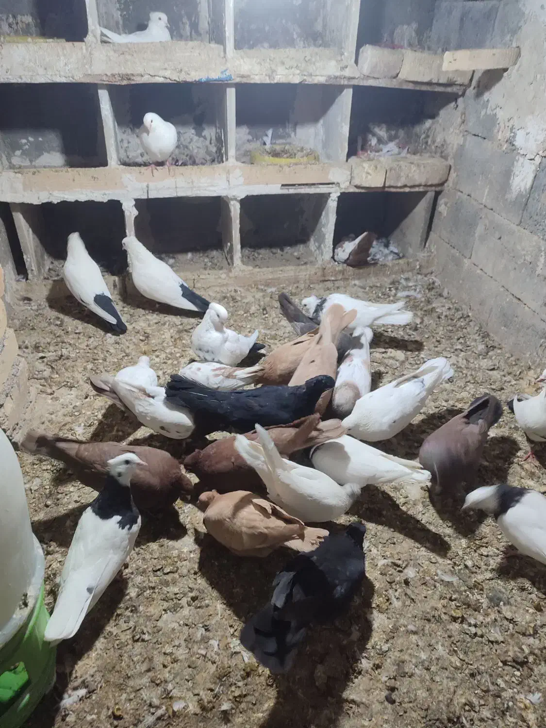 کفتر یا کبوتر|پرنده|خنجین, |دیوار