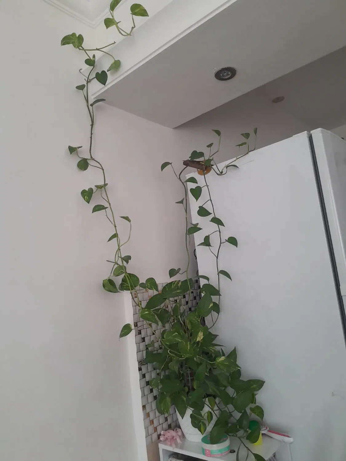 پتوس|گل و گیاه طبیعی|قوچان, |دیوار