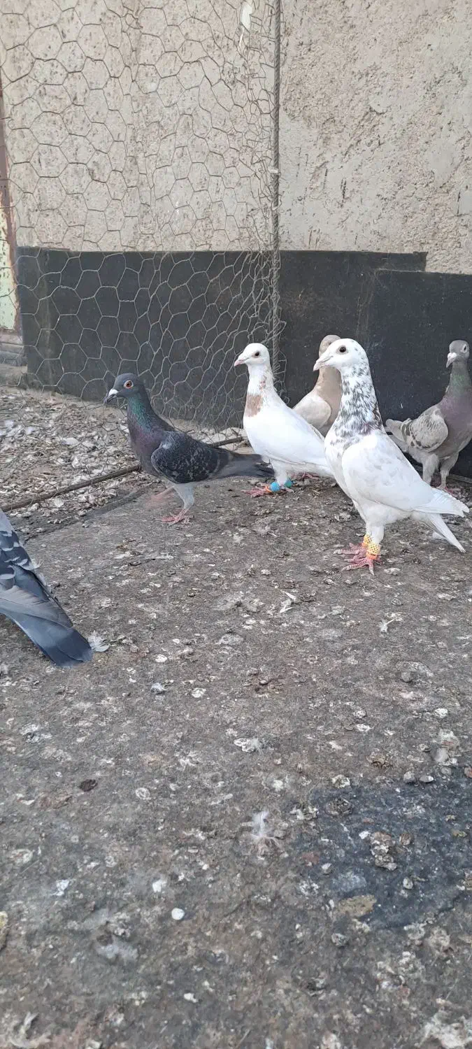 کبوترخطی|پرنده|اقبالیه, |دیوار