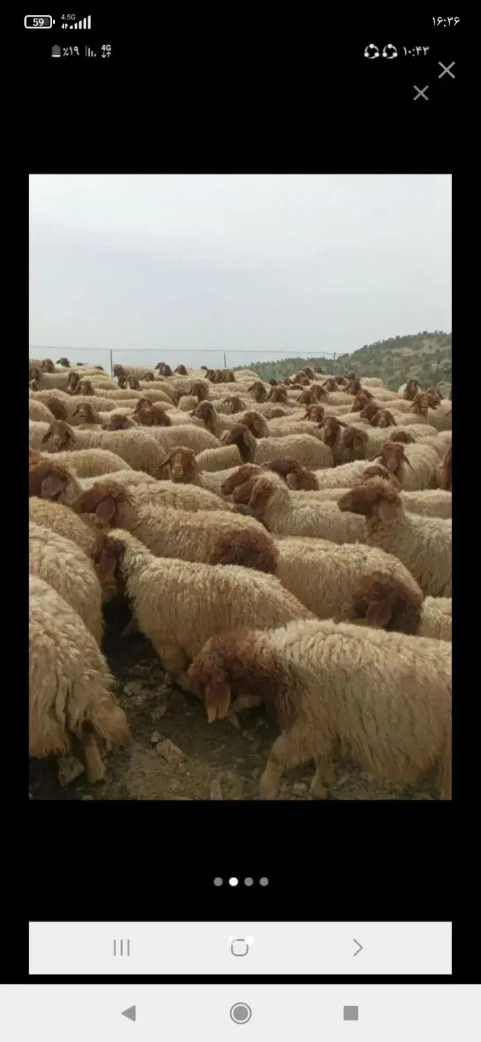 چوپان (شوان ) گوسفند|استخدام سرایداری و نظافت|ایلام, |دیوار