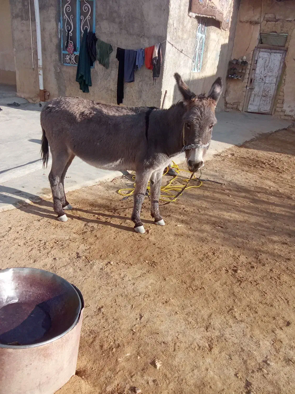 الاغ|حیوانات مزرعه|یاسوج, |دیوار