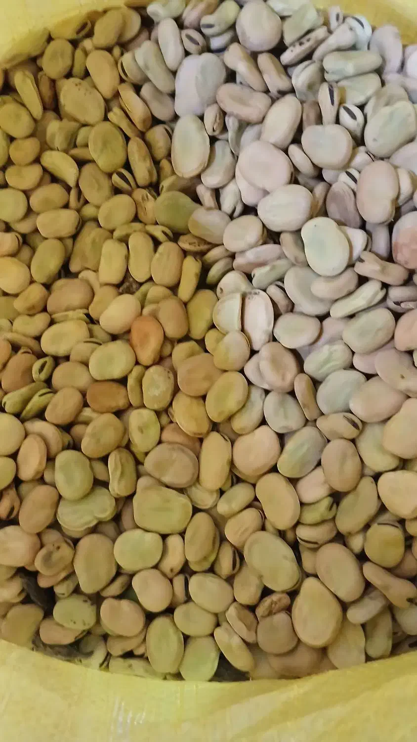 باقالی|خوردنی و آشامیدنی|بستان آباد, |دیوار