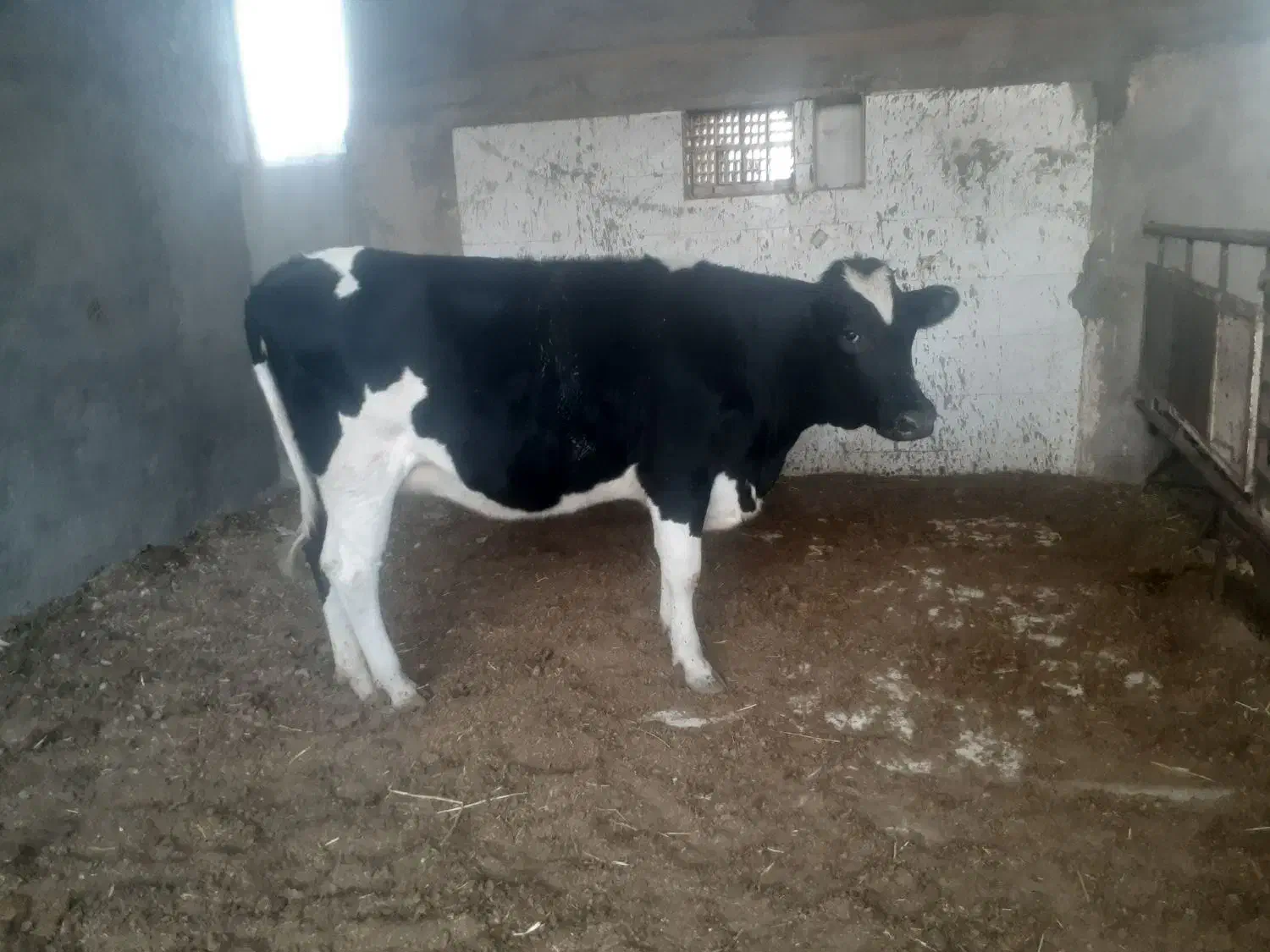 گوساله هلیشتان|حیوانات مزرعه|میبد, |دیوار