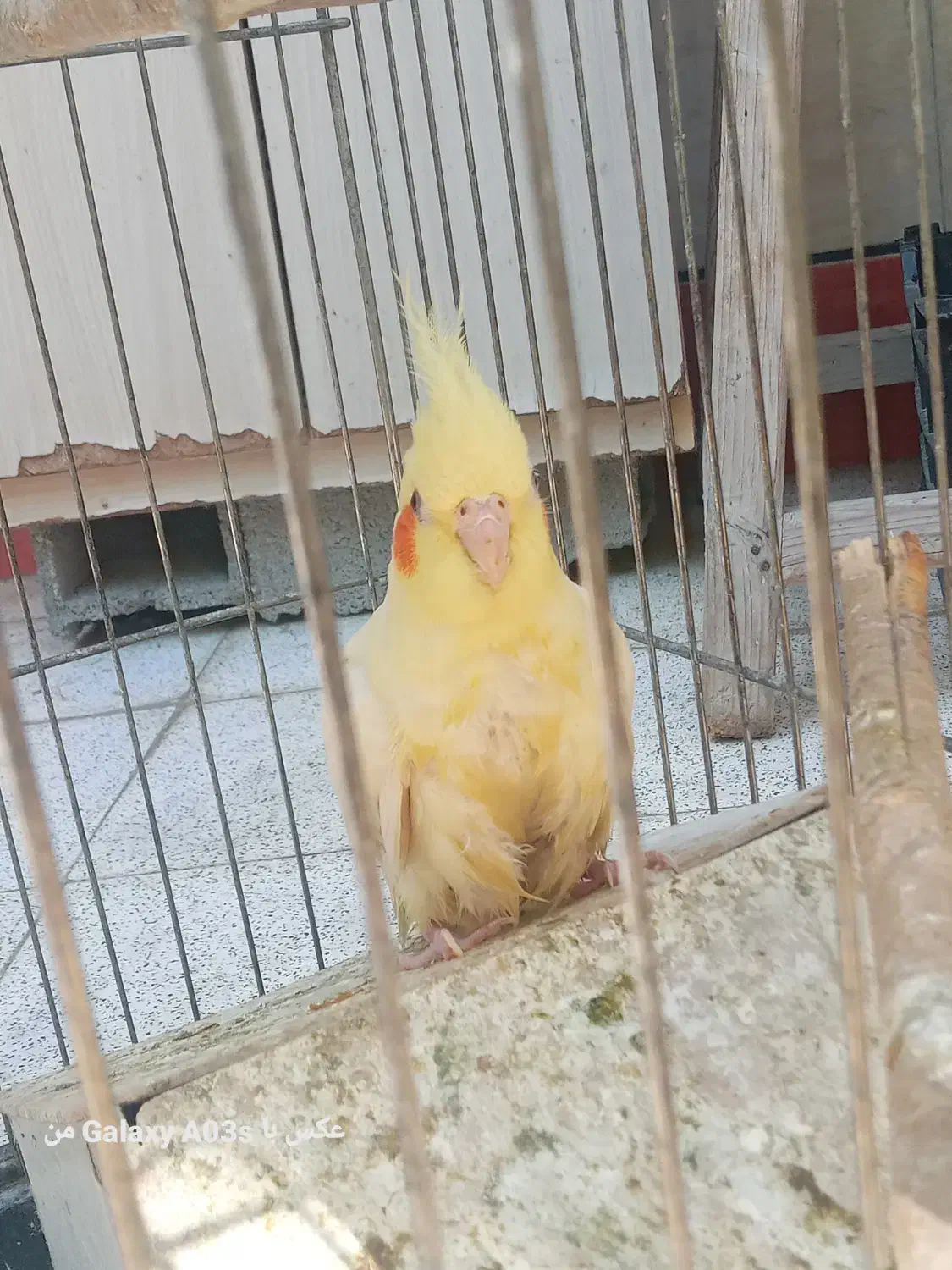 عروس هلندی گم شده|حیوانات|گنبد کاووس, |دیوار