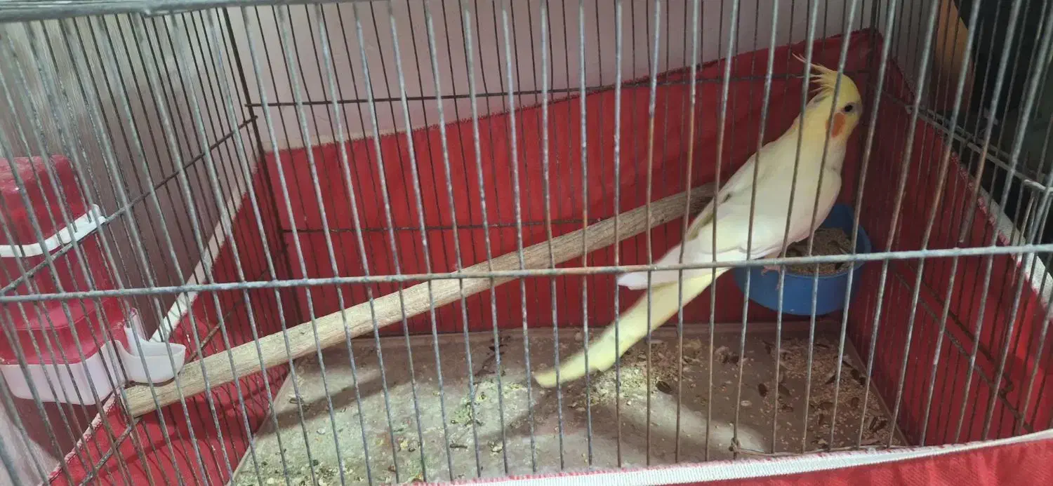 عروس هلندی و2 عدد مرغ عشق|پرنده|نسیم‌شهر, |دیوار