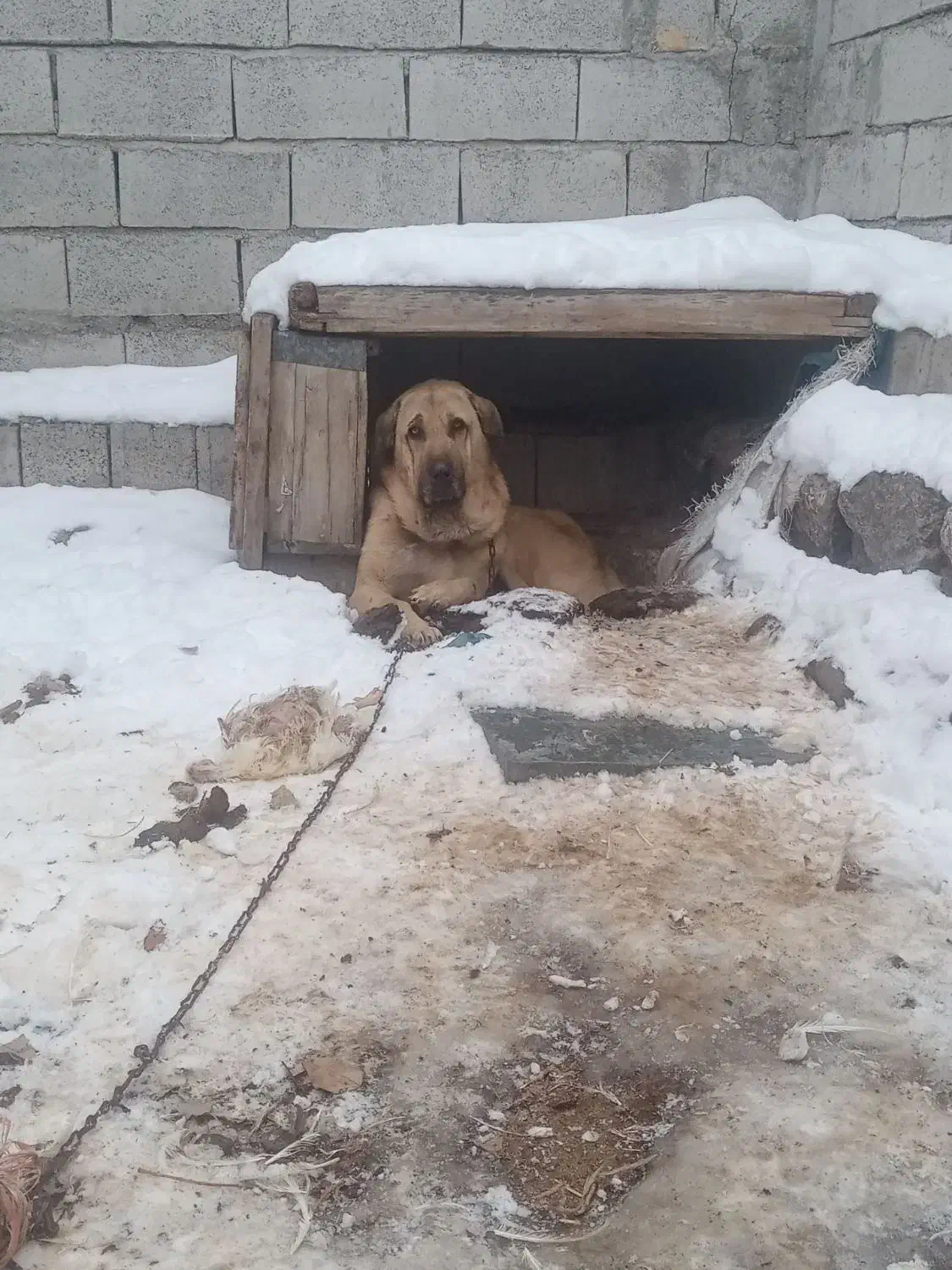 سگ عراقی|سگ|مشگین شهر, |دیوار