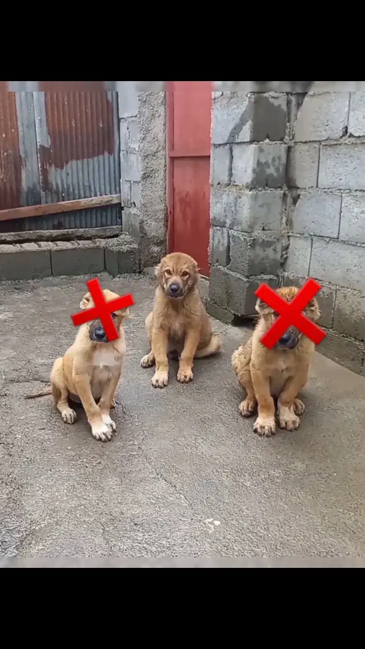 سرابی توله اصیل ۲تا مونده فروش و معاوضه ف و ر ی|سگ|آمل, |دیوار