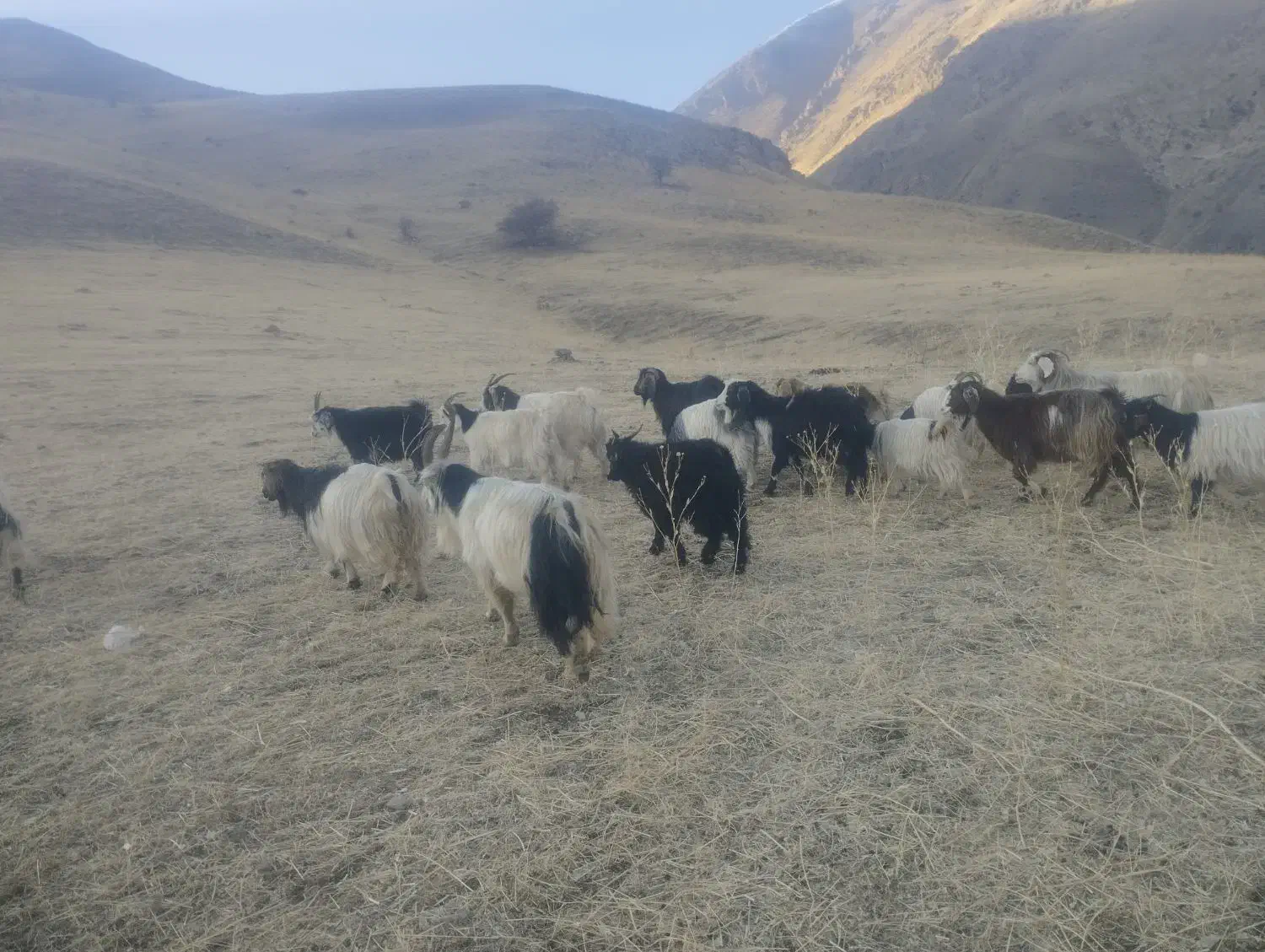 فروش گله بز با بزغاله|حیوانات مزرعه|سیلوانه, |دیوار