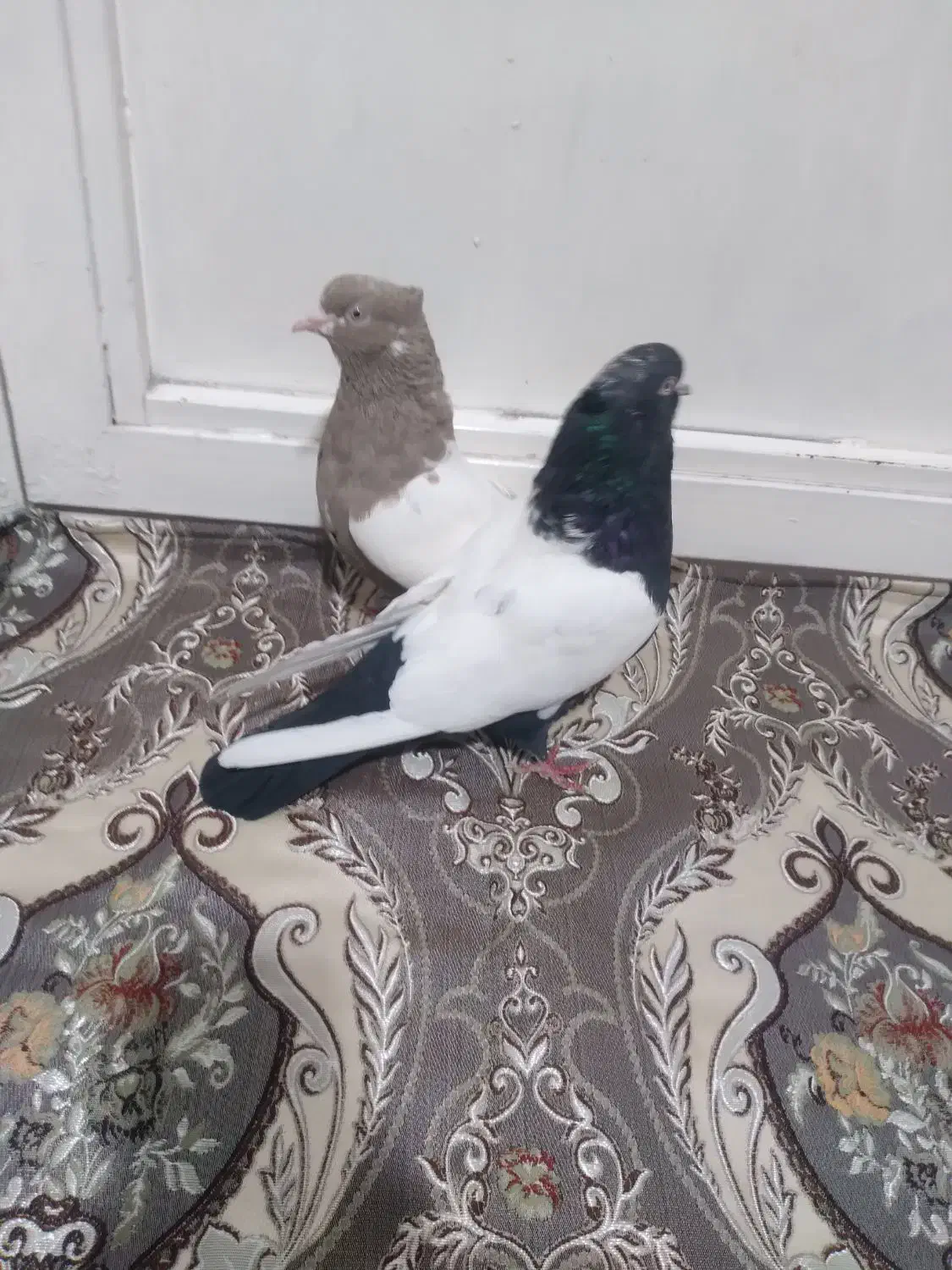 یکجفت گوینکلی ساری وقره|پرنده|ارومیه, |دیوار