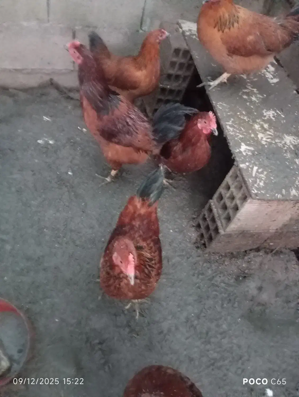 خروس محلی و جوان|حیوانات مزرعه|خشکبیجار, |دیوار